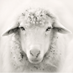 Profile picture of Sheepalore